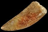 Serrated Carcharodontosaurus Tooth - Thick Tooth #159469-1